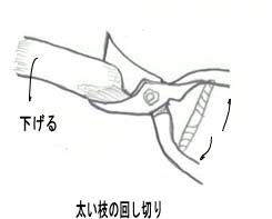 剪定鋏の回し切り2