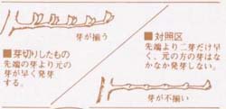 メデールの機能1